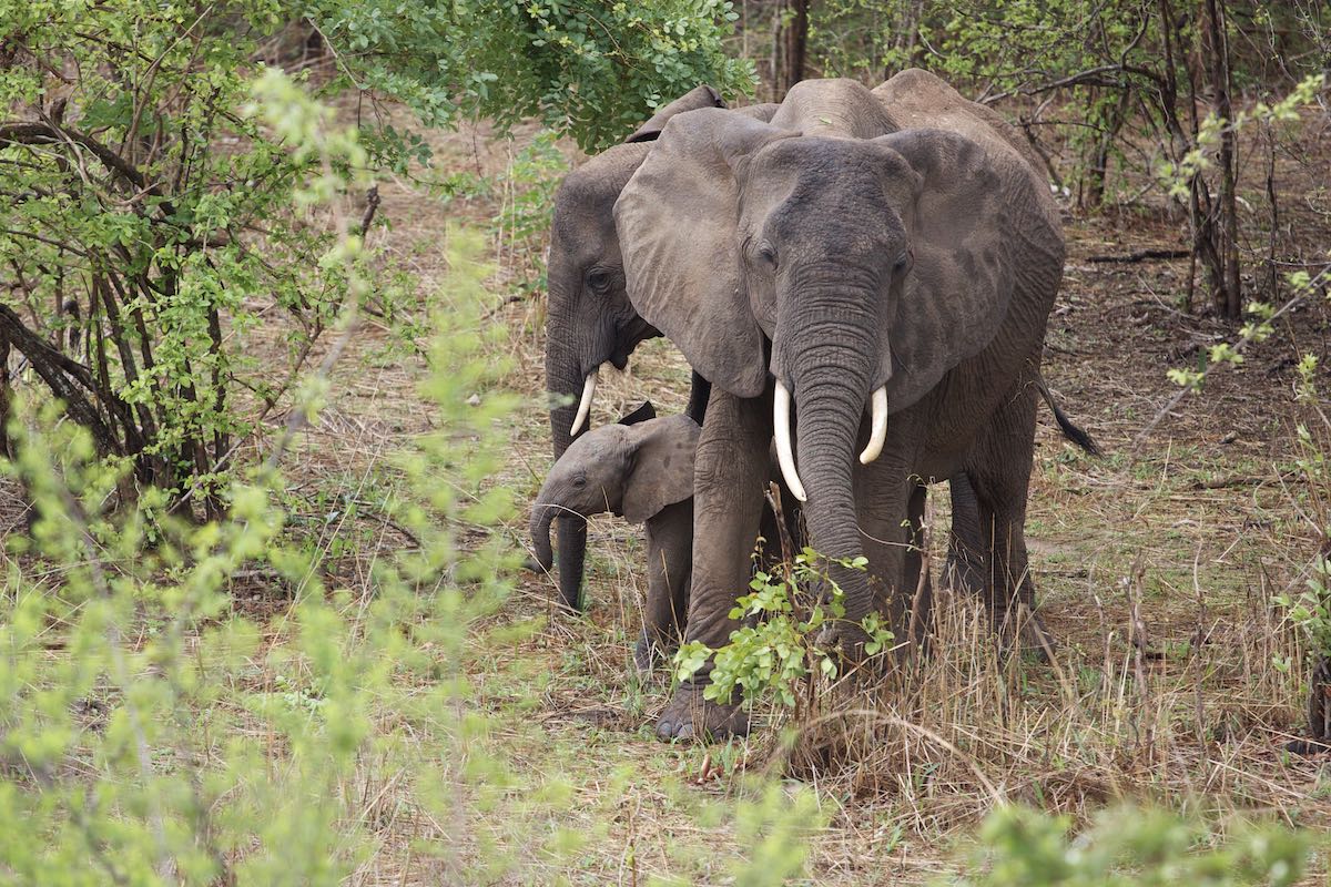 South luangwa 12