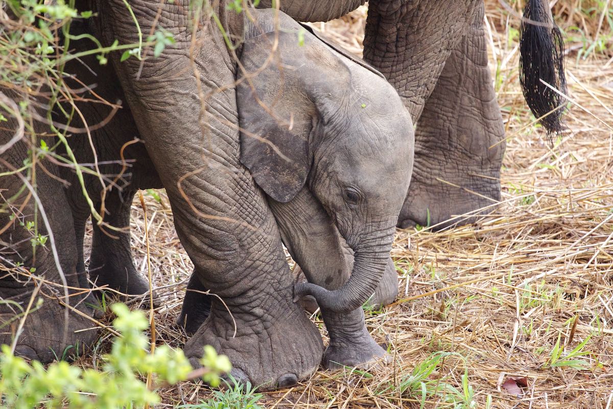 South luangwa 13