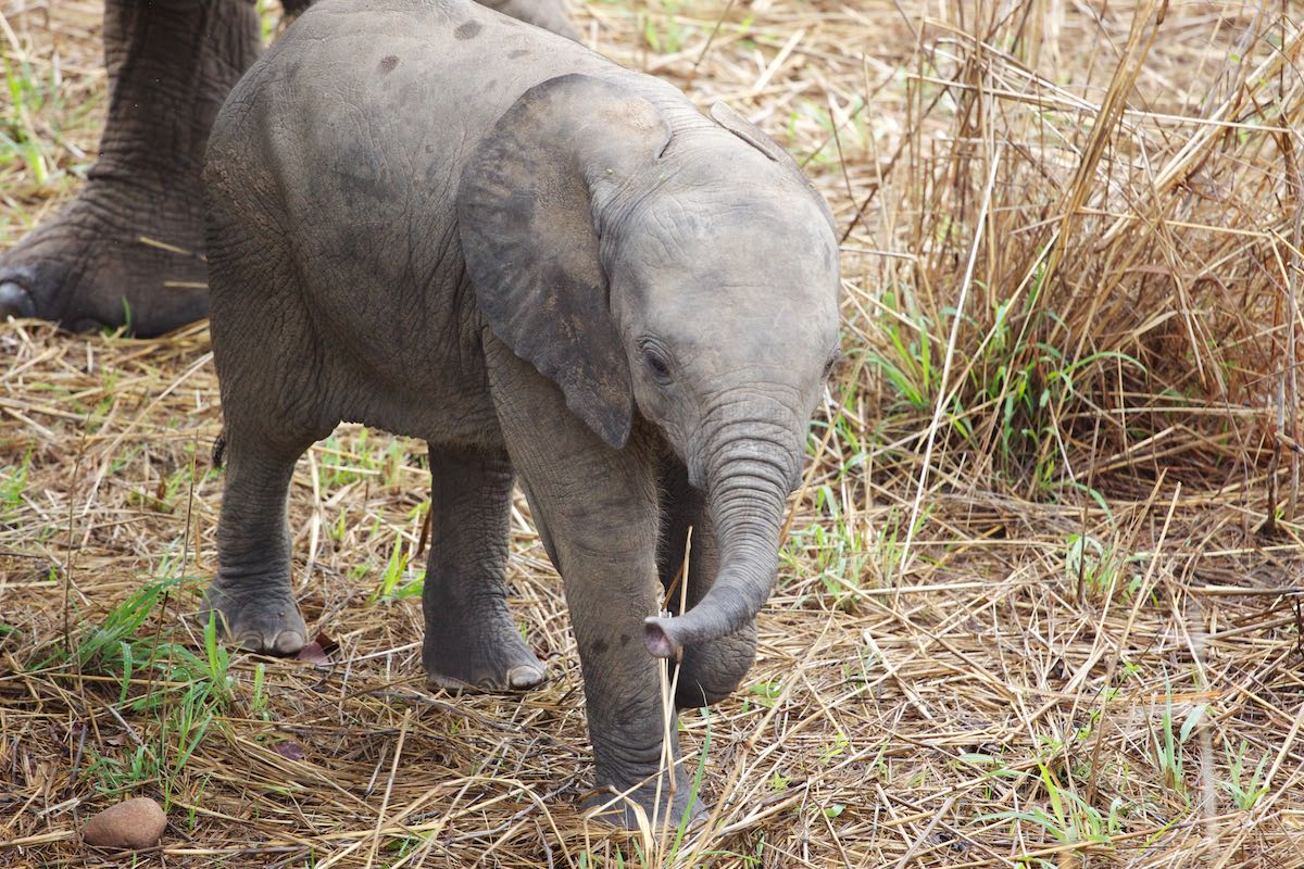South luangwa 14