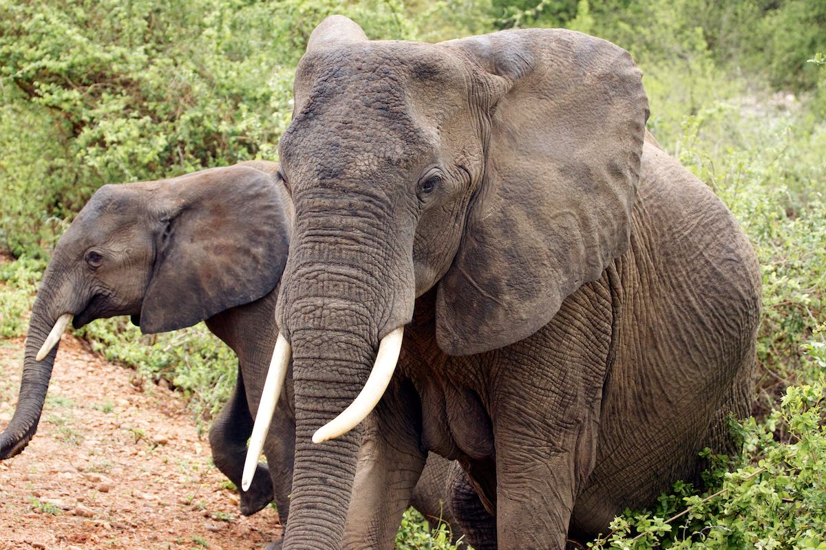 South luangwa 15