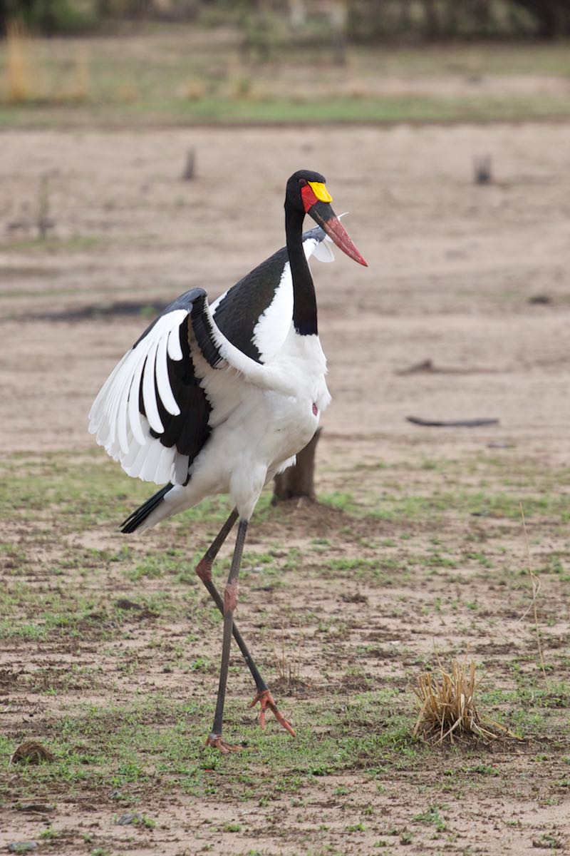 South luangwa 17