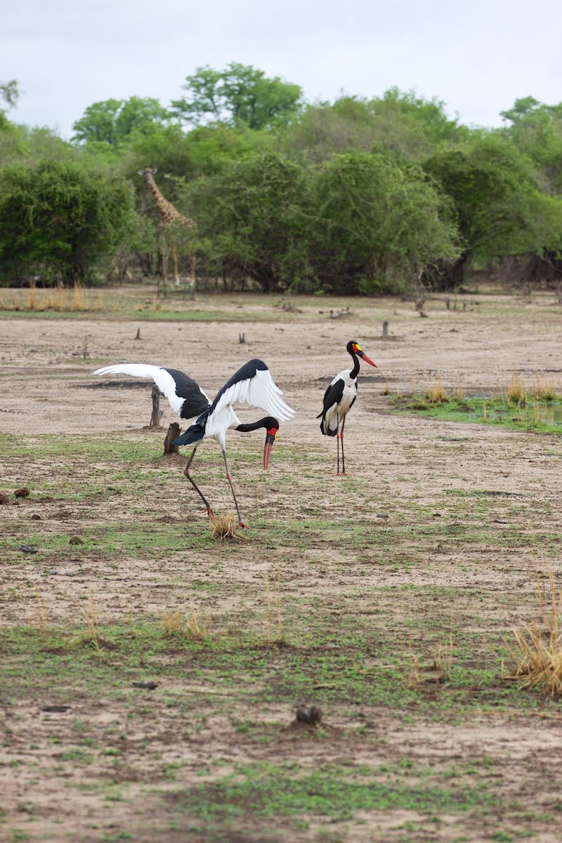 South luangwa 18