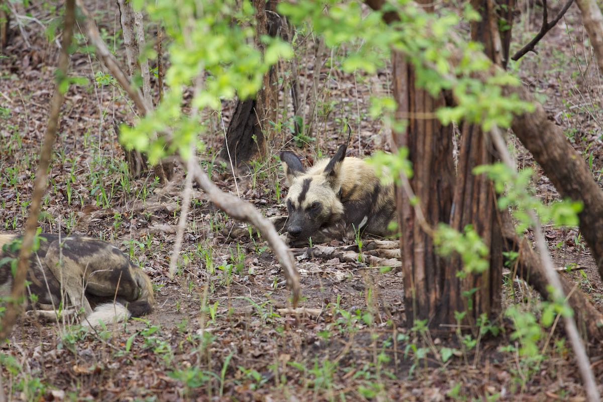 South luangwa 20
