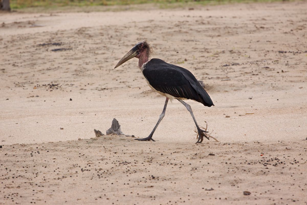 South luangwa 21