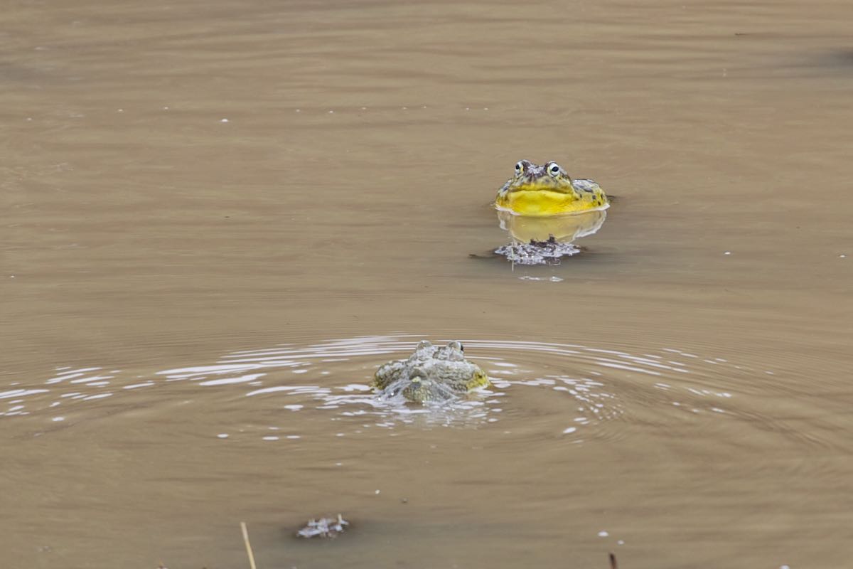 South luangwa 23