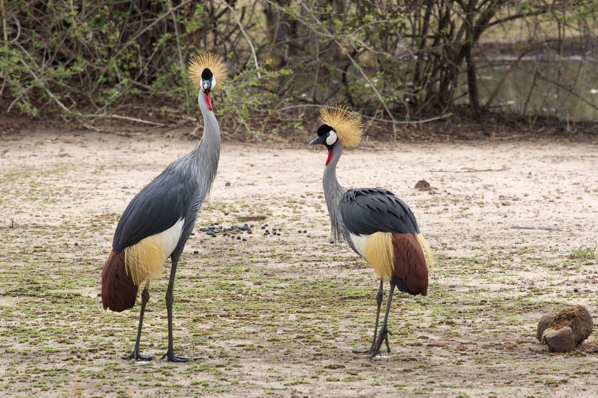 South luangwa 24
