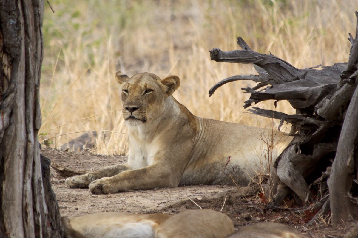 South luangwa 26