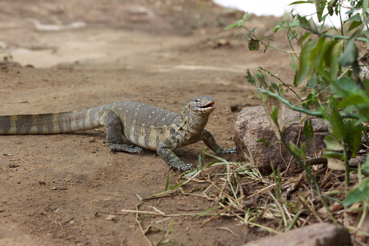 South luangwa 28