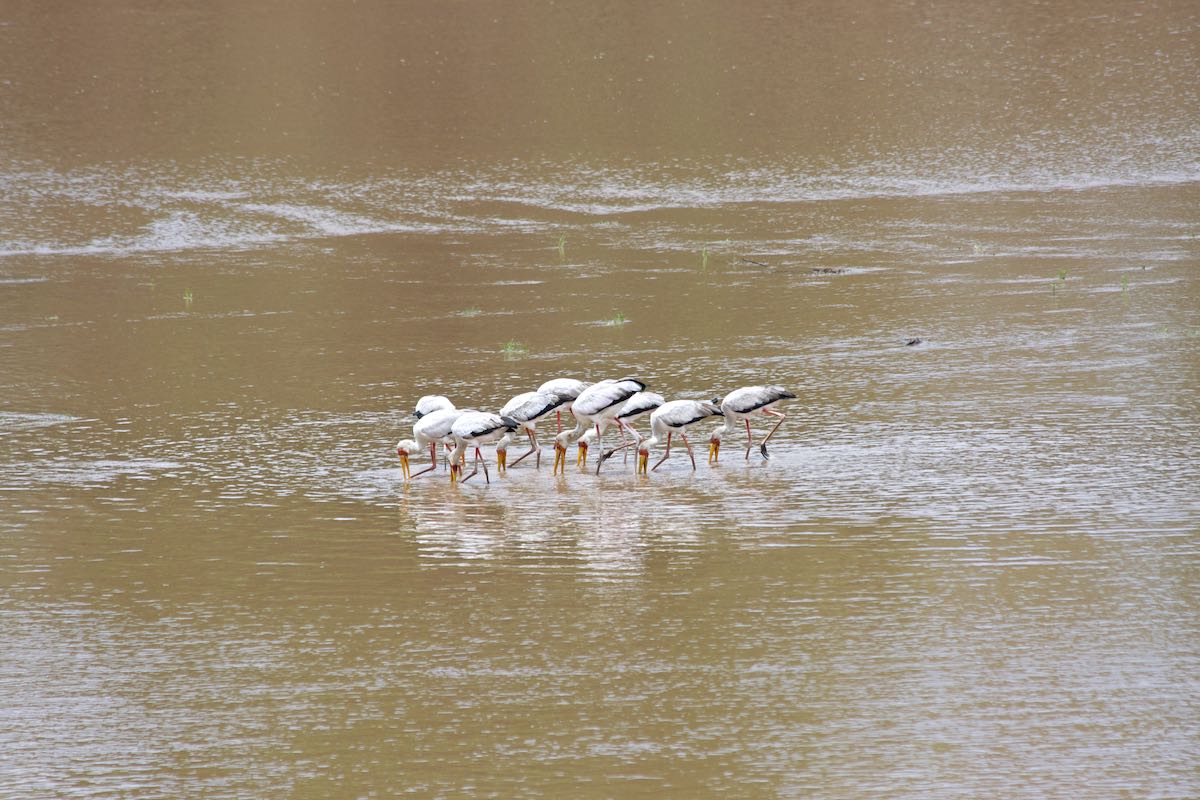 South luangwa 29