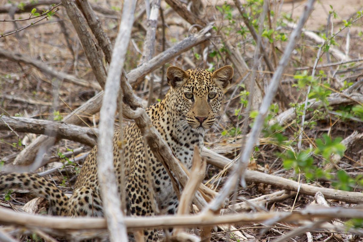 South luangwa 30