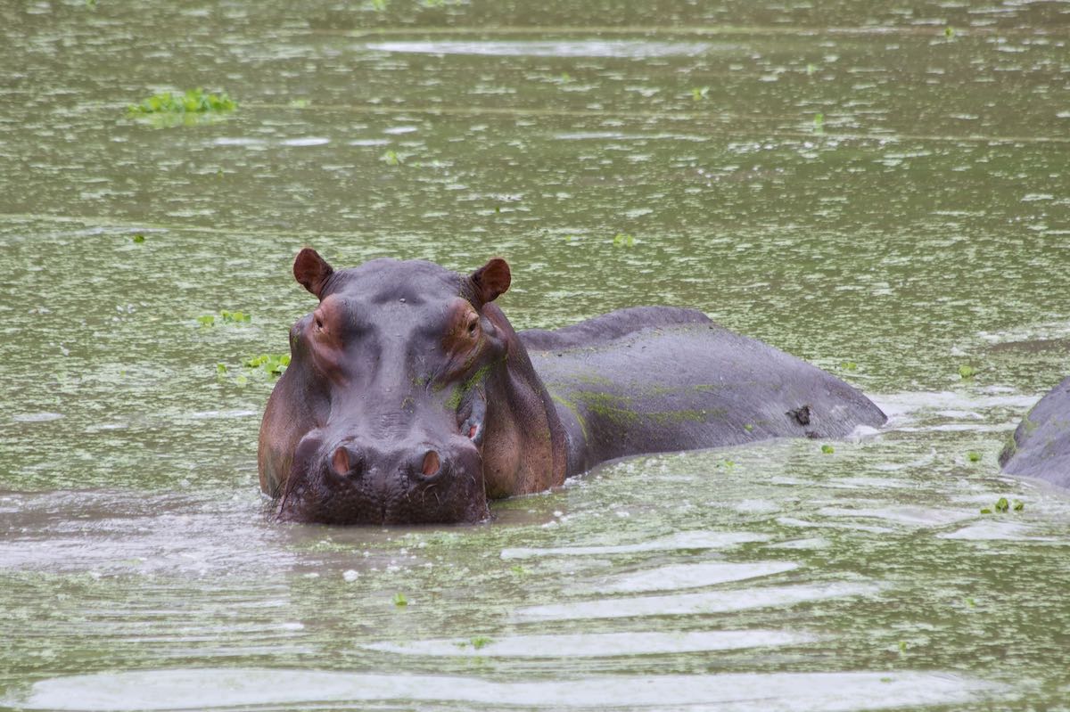 South luangwa 36