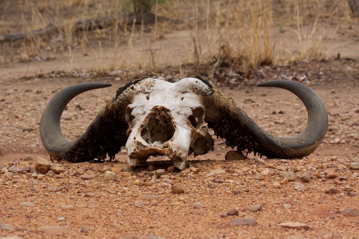 South luangwa 37