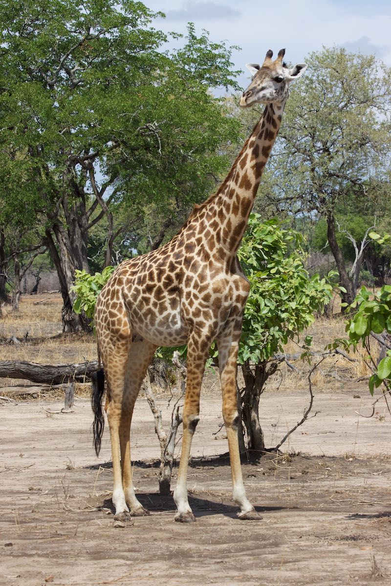 South luangwa 40