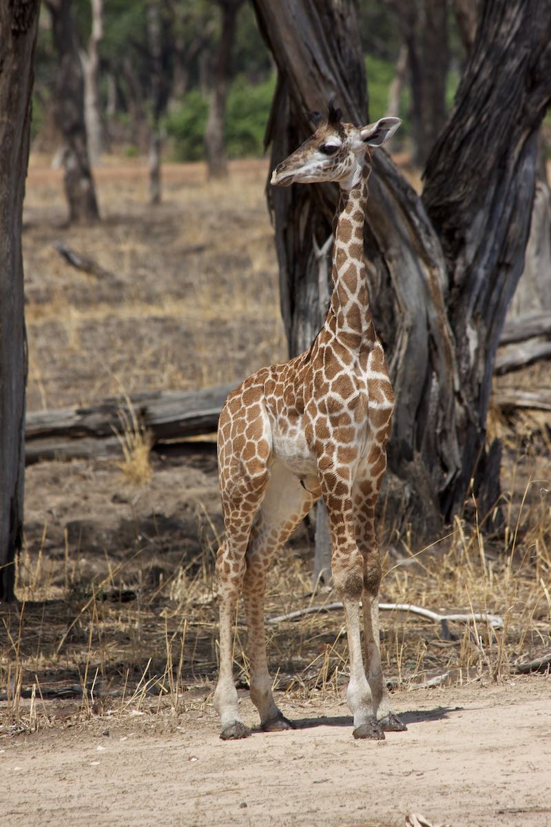 South luangwa 41