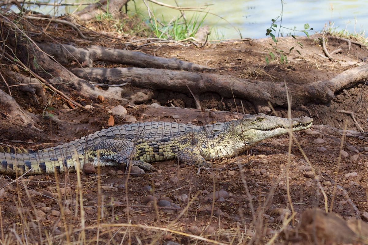 South luangwa 42