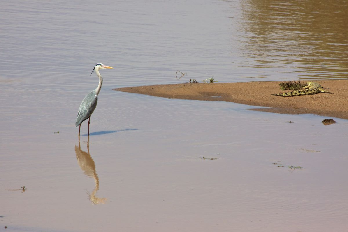 South luangwa 43