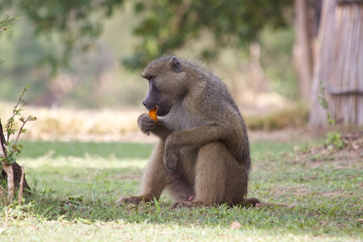 South luangwa 44