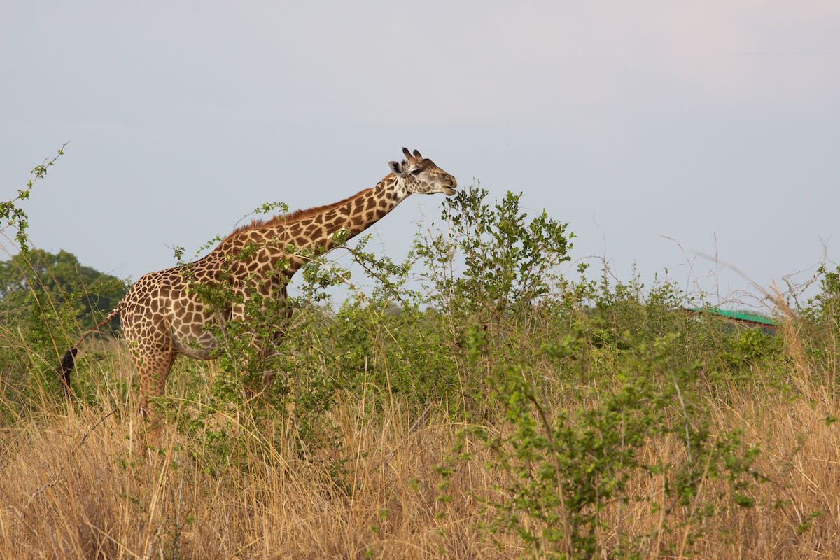 South luangwa 46