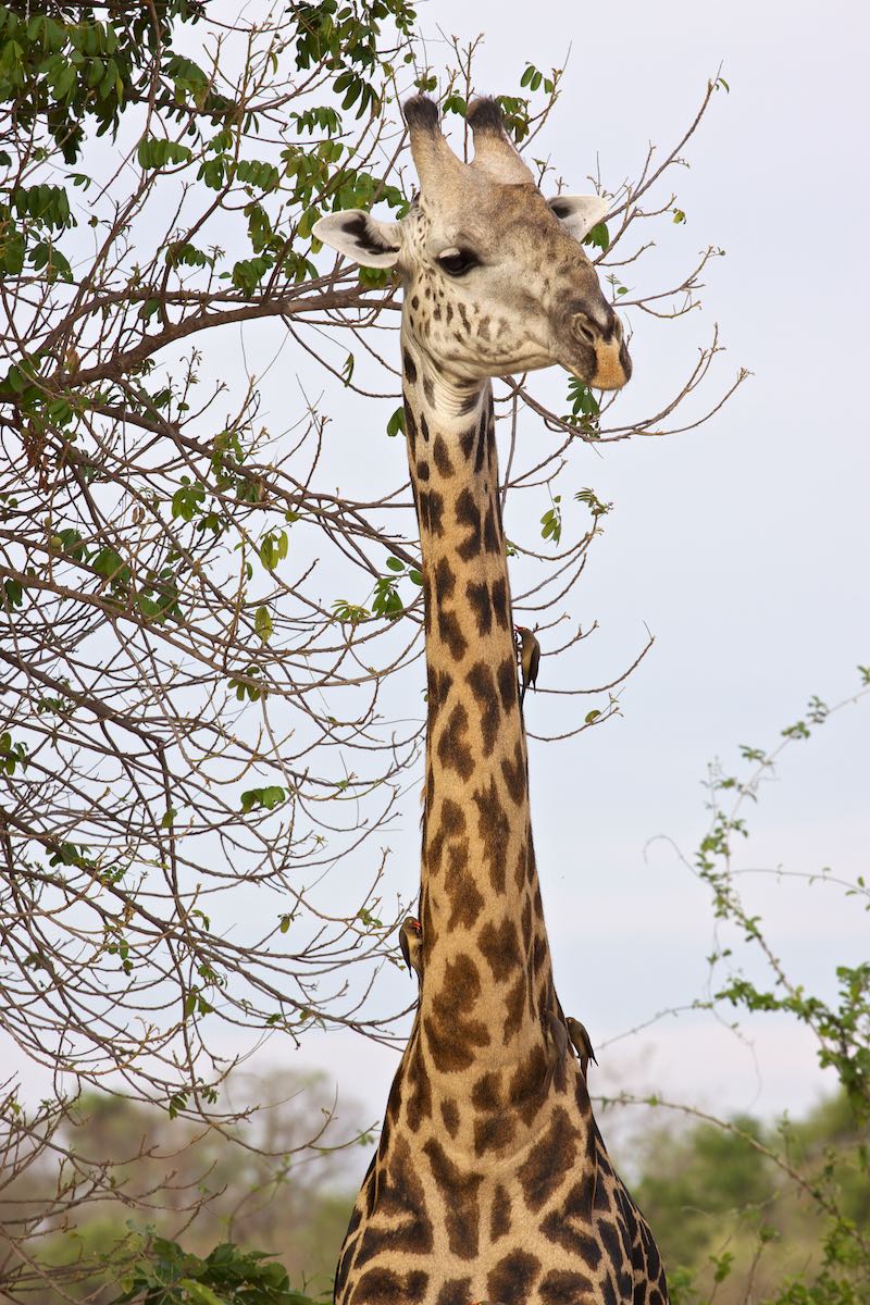 South luangwa 47