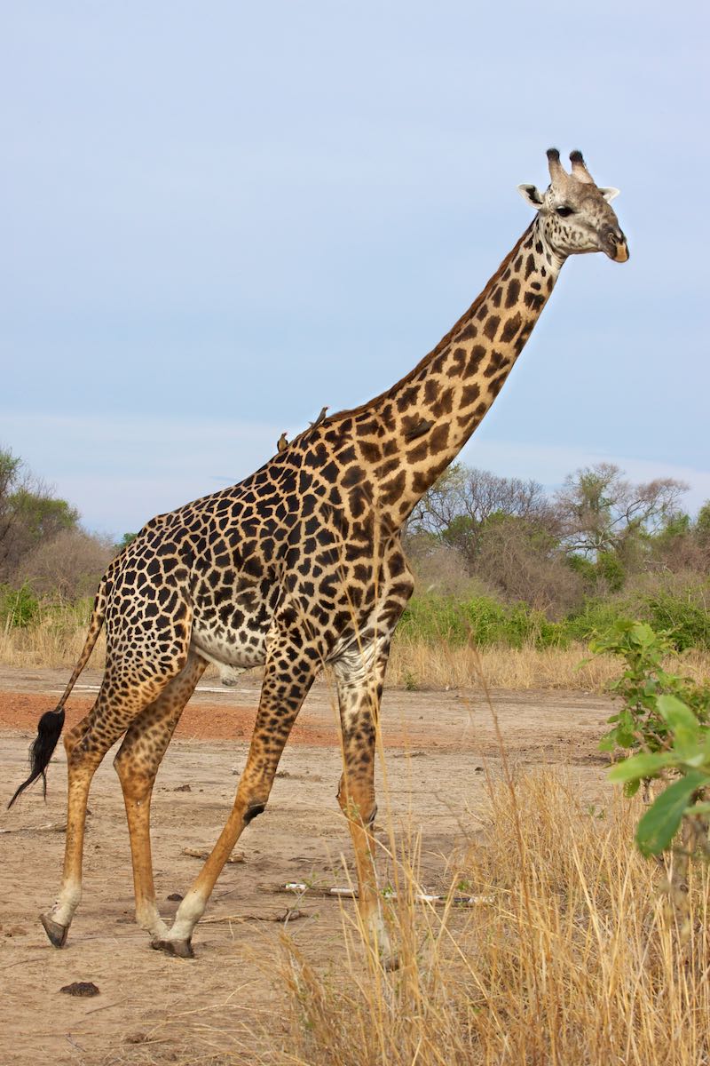 South luangwa 48