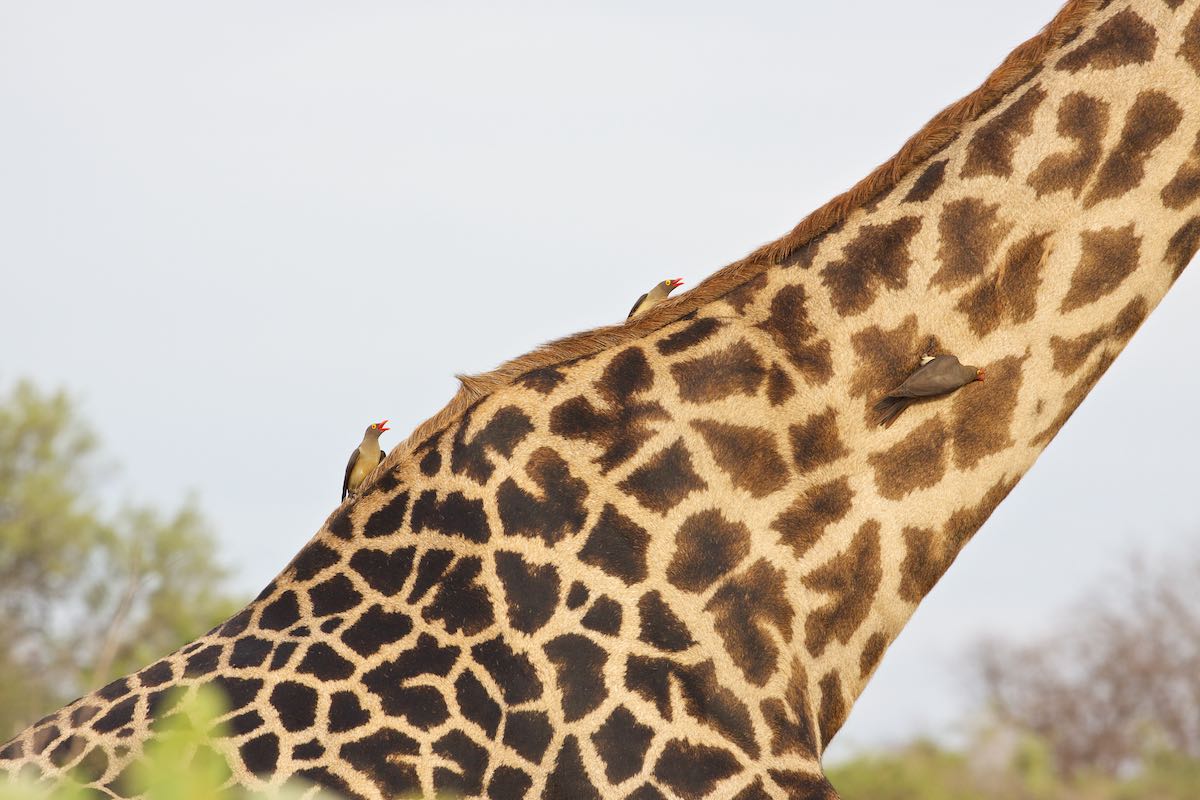 South luangwa 49