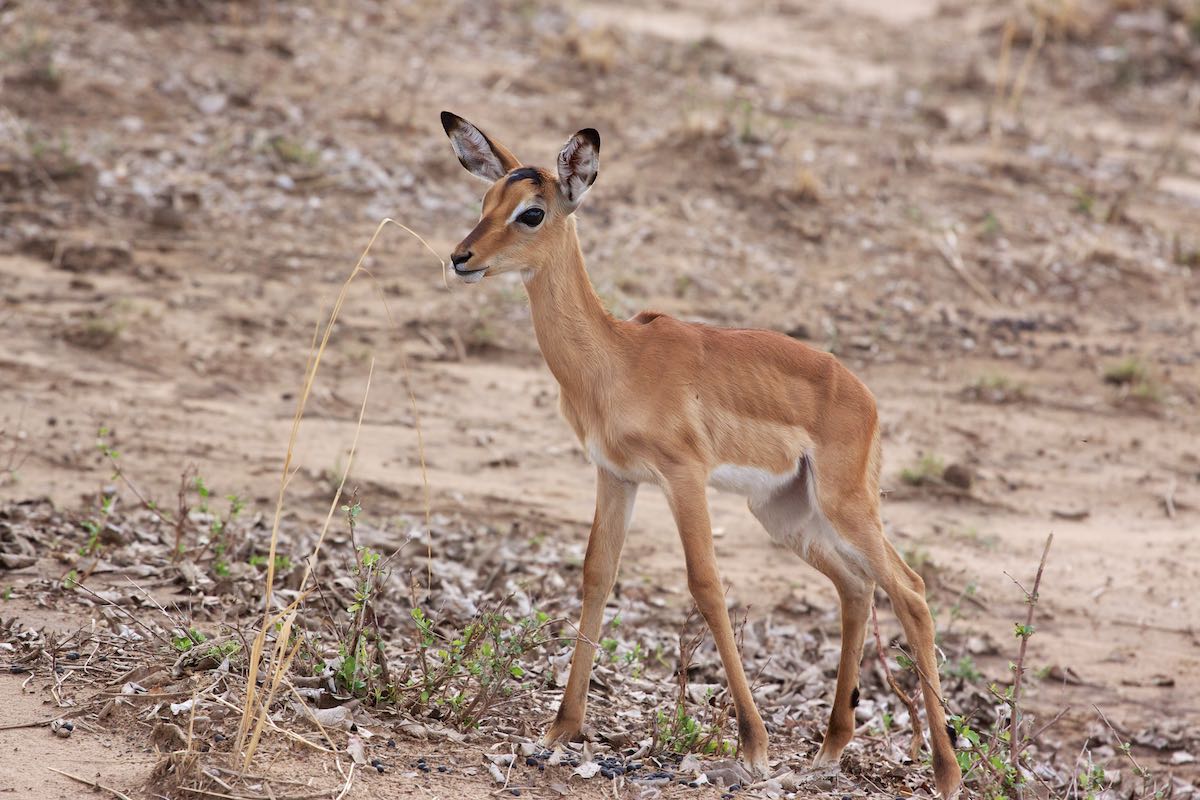 South luangwa 51