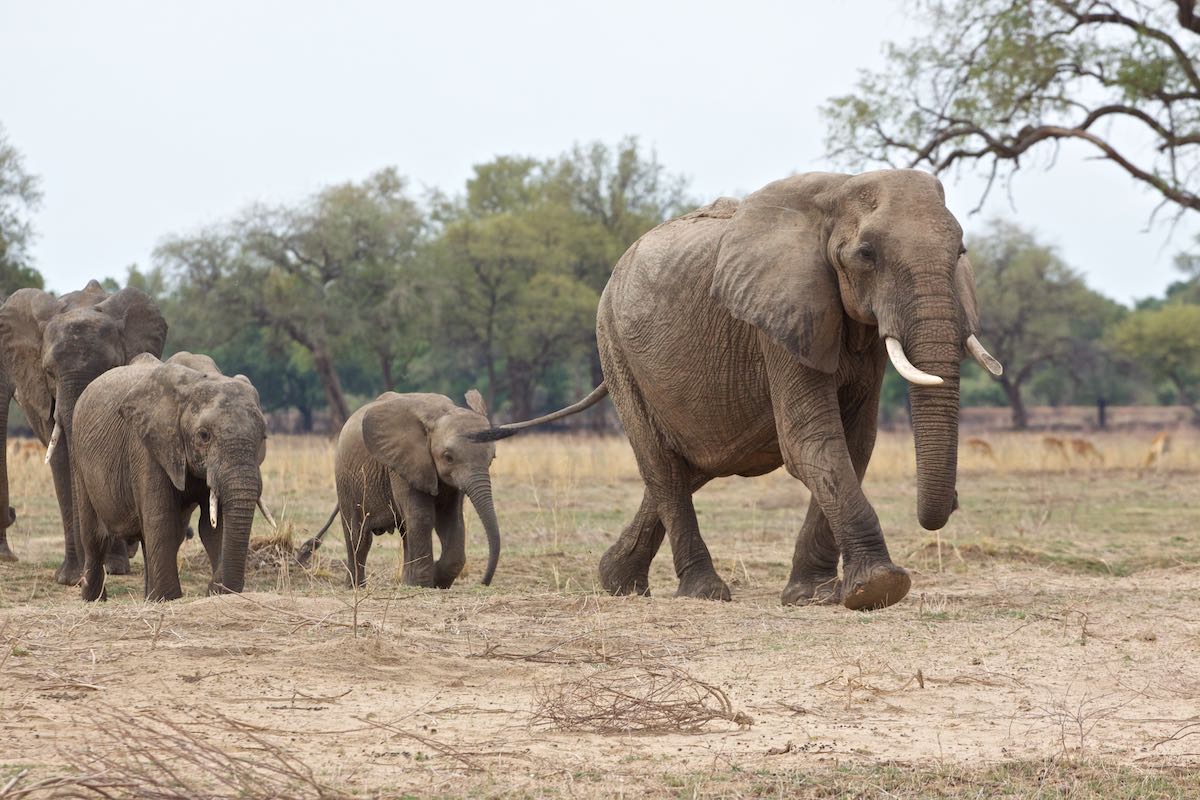 South luangwa 53