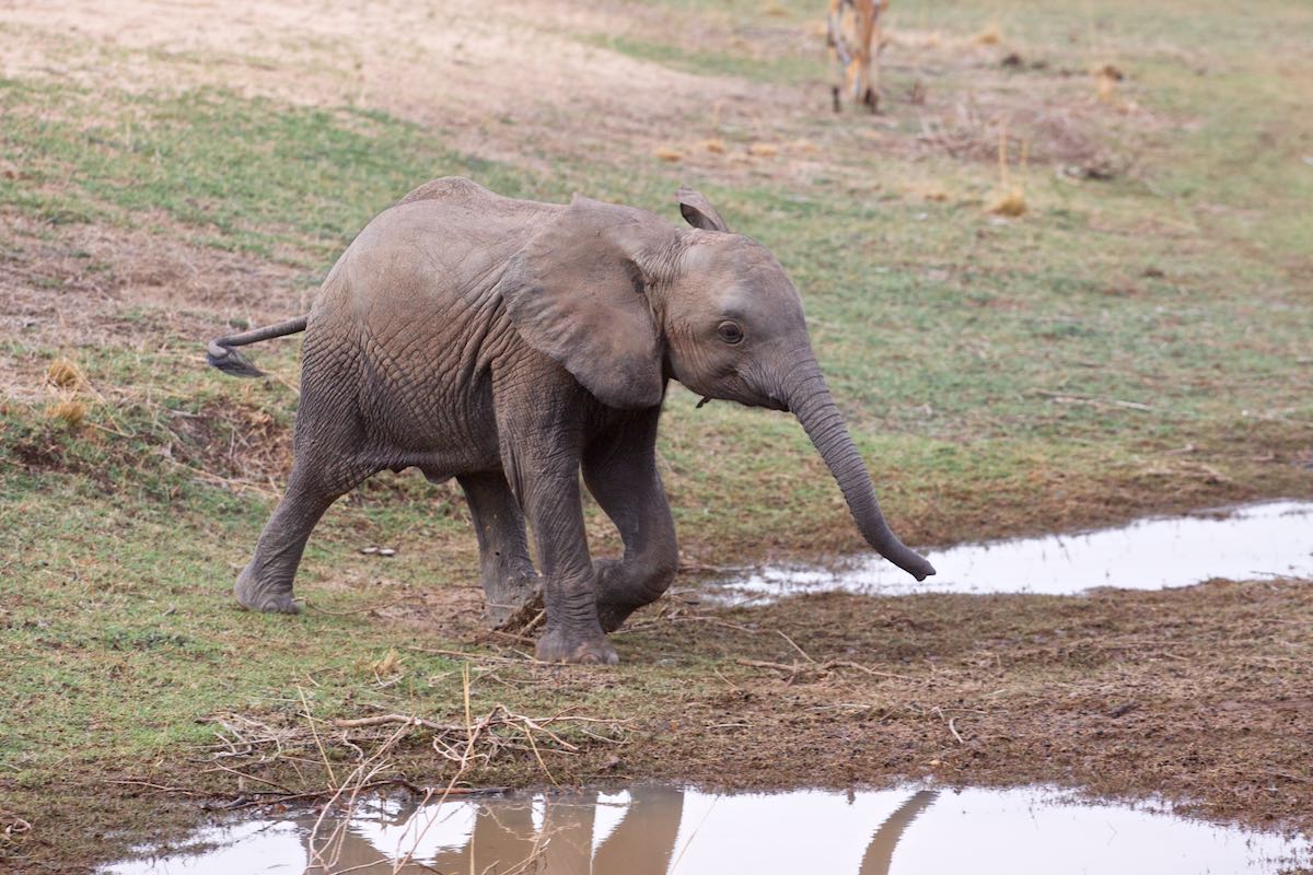 South luangwa 54