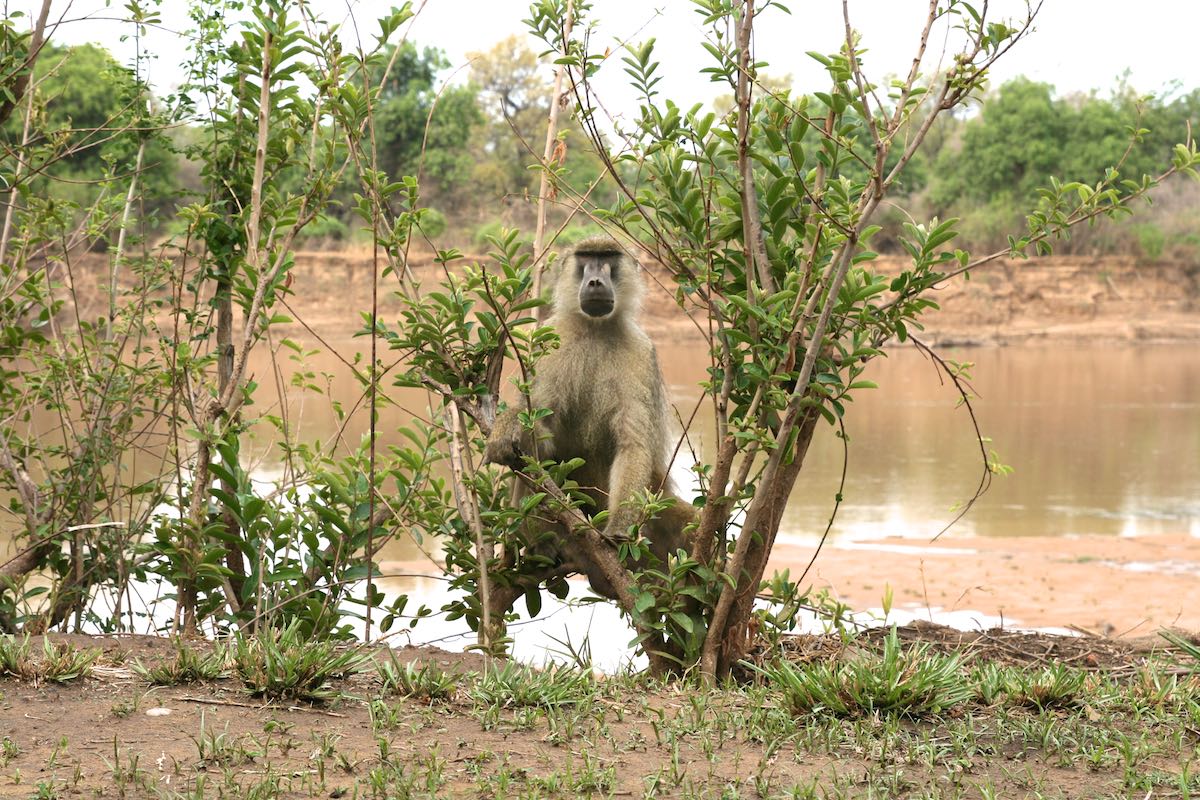 South luangwa 58