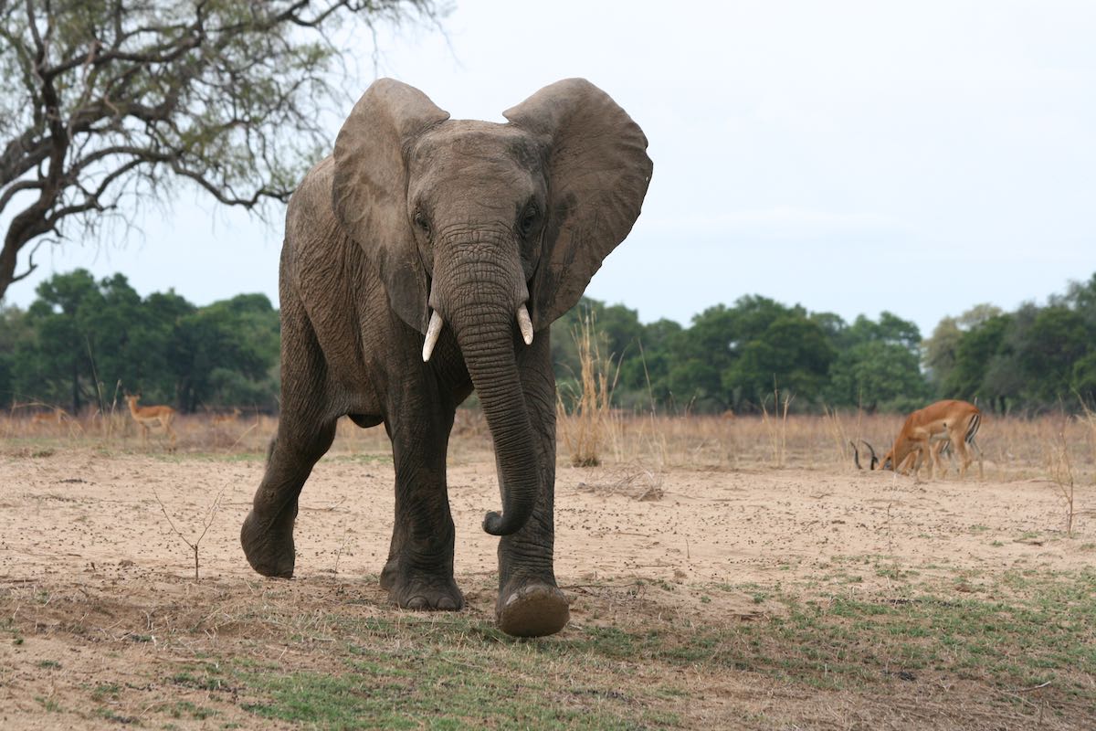 South luangwa 60