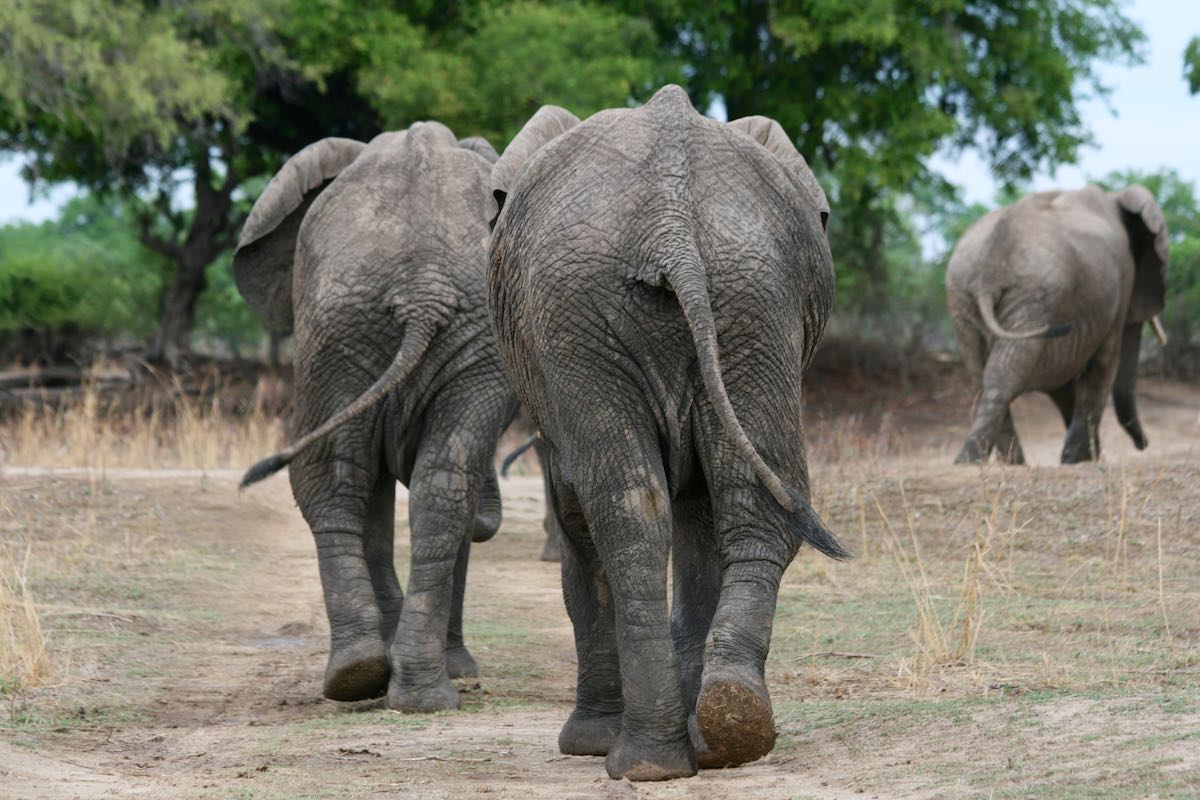 South luangwa 61