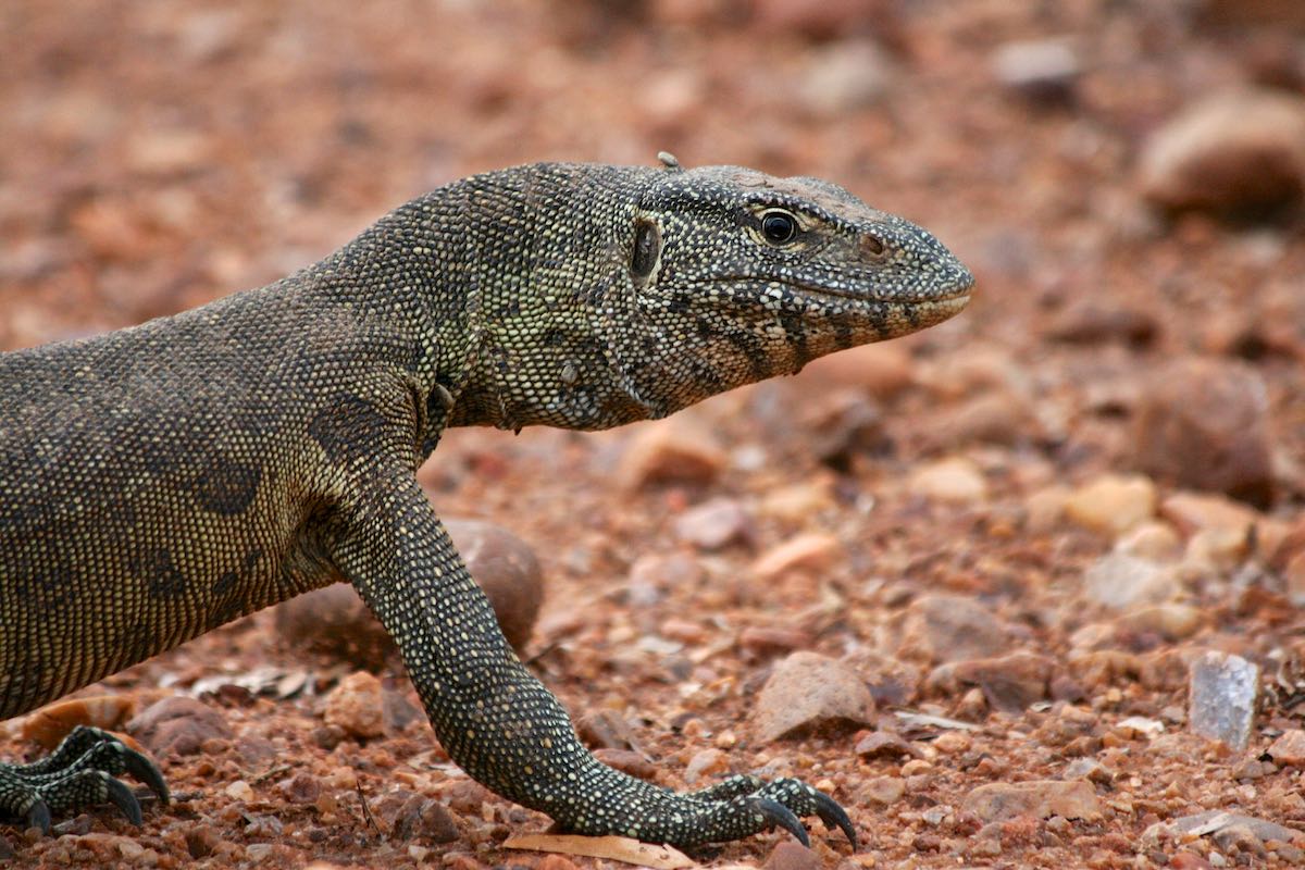 South luangwa 63