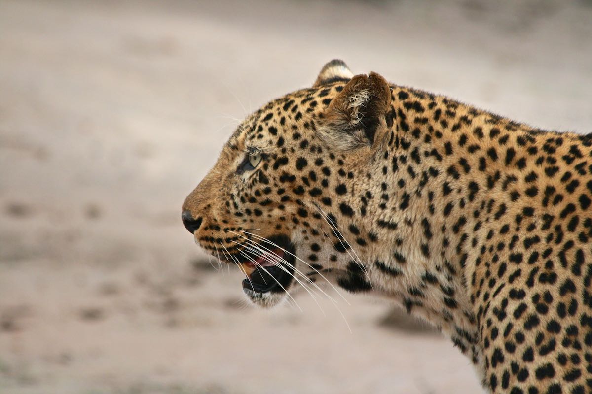 South luangwa 67