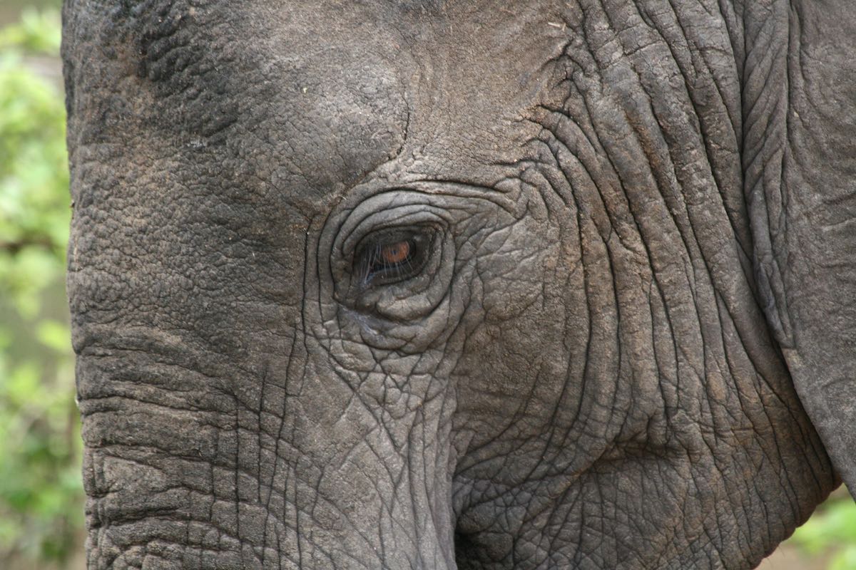 South luangwa 69