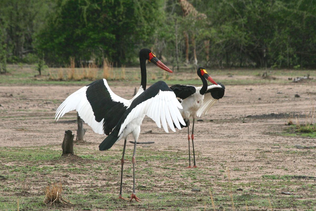 South luangwa 70
