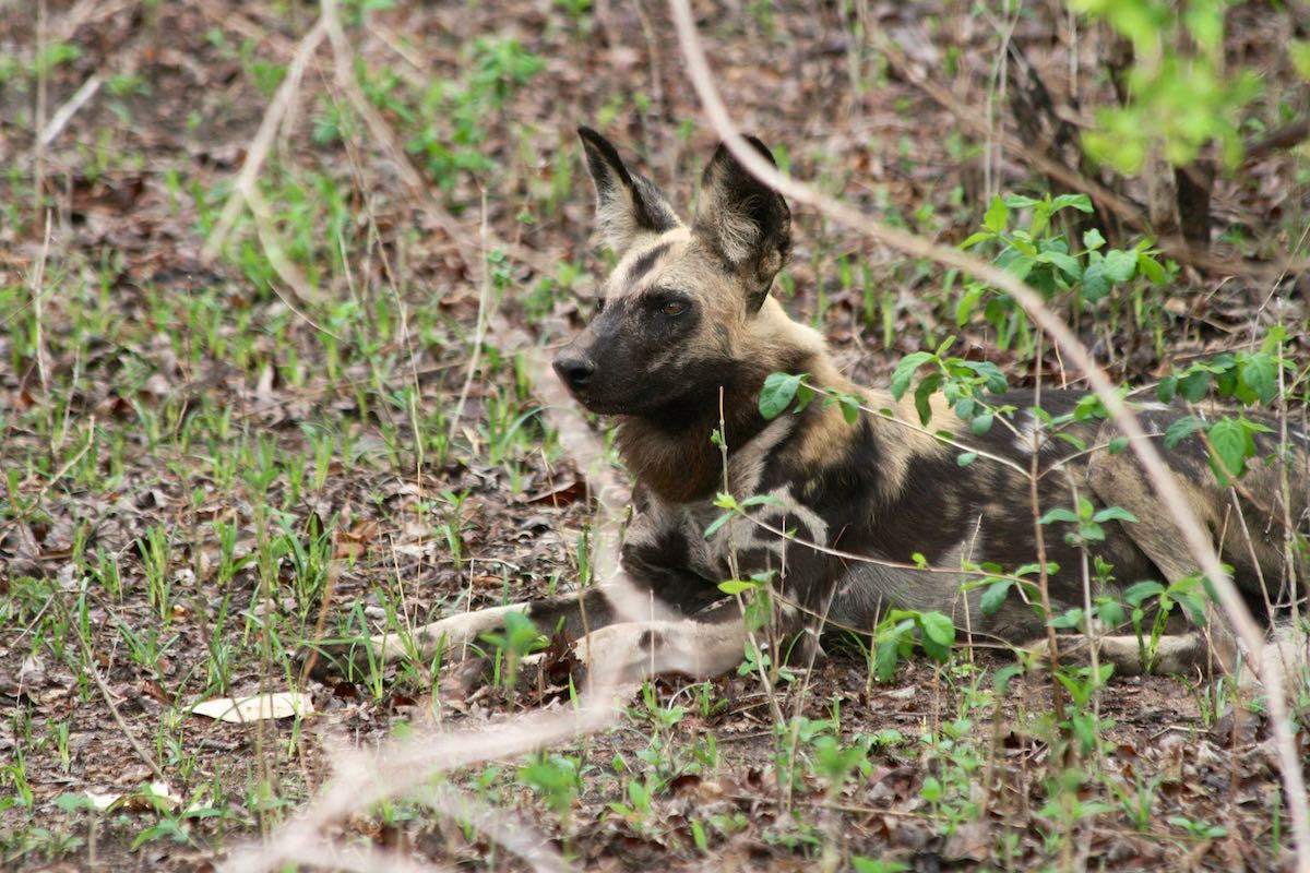 South luangwa 72