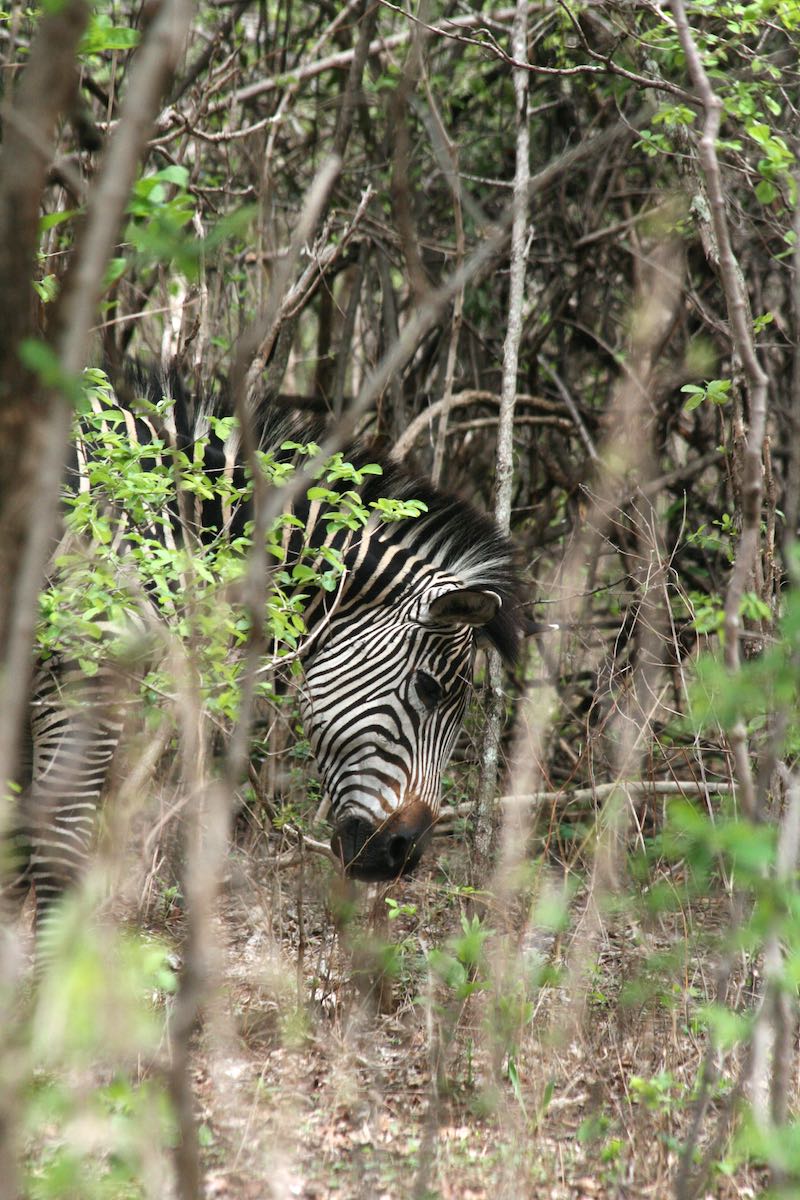 South luangwa 73