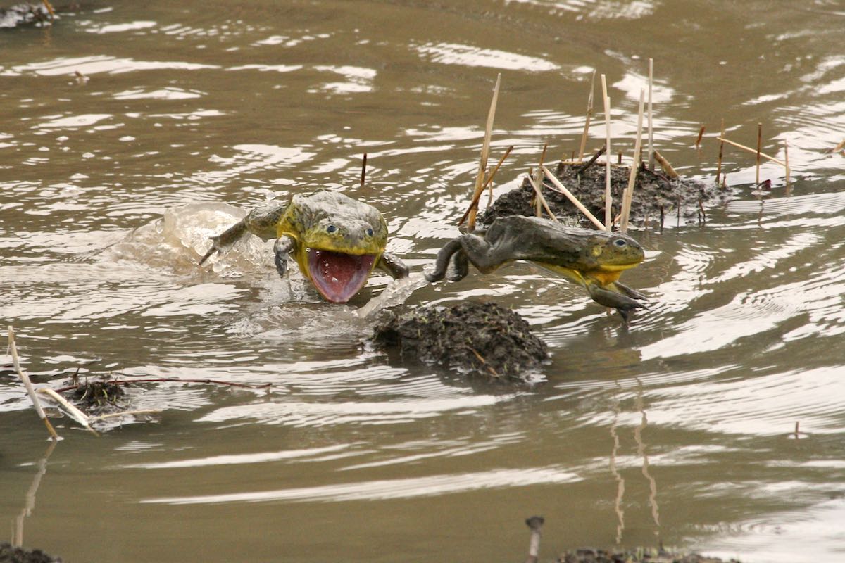 South luangwa 74