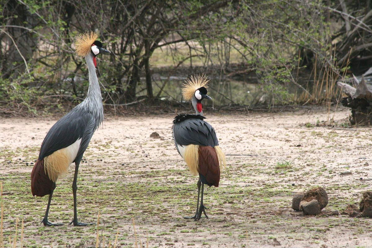 South luangwa 75