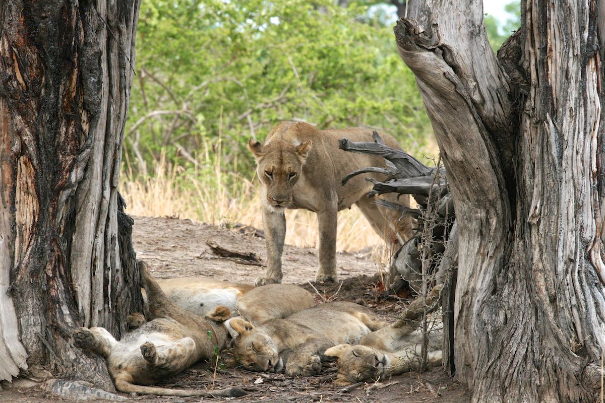 South luangwa 77