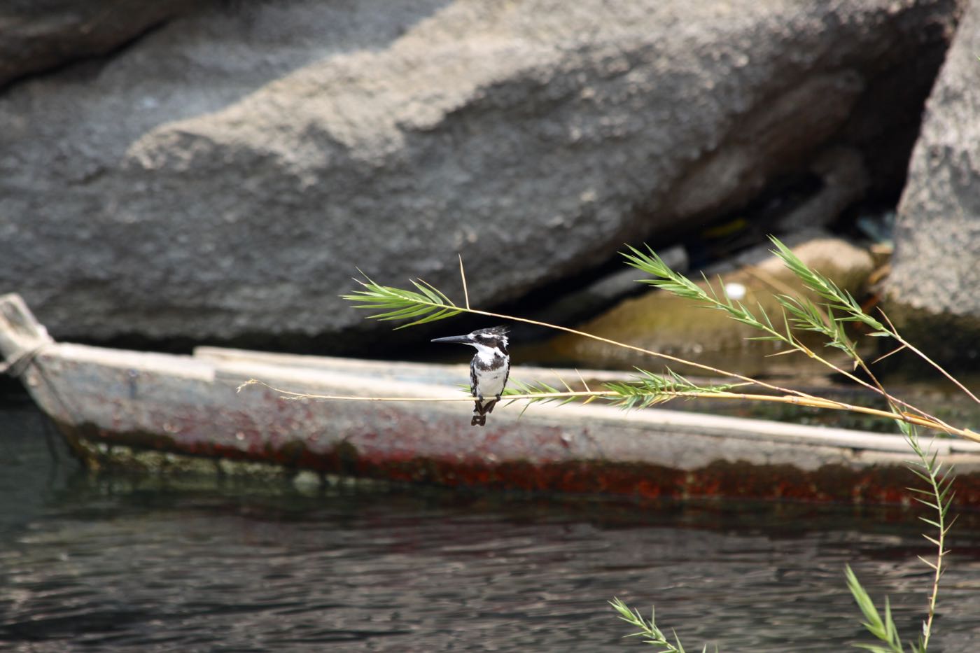 Kingfisher